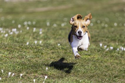 loopt je hond weg - beagle loopt weg