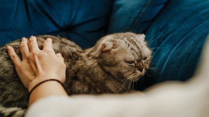 7 signalen waaraan je stress bij jouw kat kunt herkennen