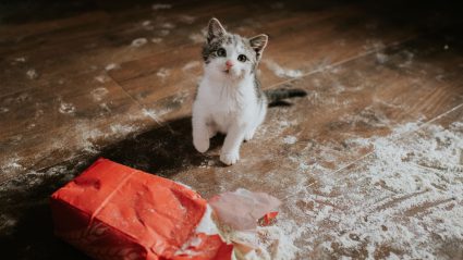 Kattenkwaad: dít zijn de grappigste streken van huisdieren van Vriendin-lezeressen