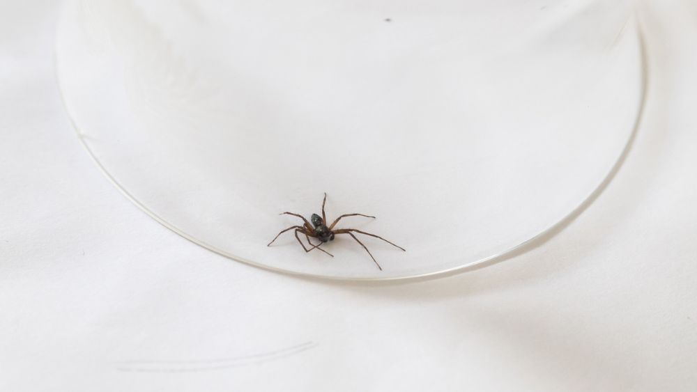 Brrrr: dit betekent het als je droomt over spinnen
