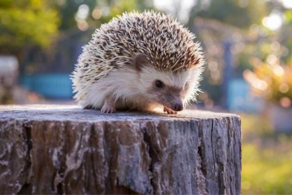 Egel In De Tuin