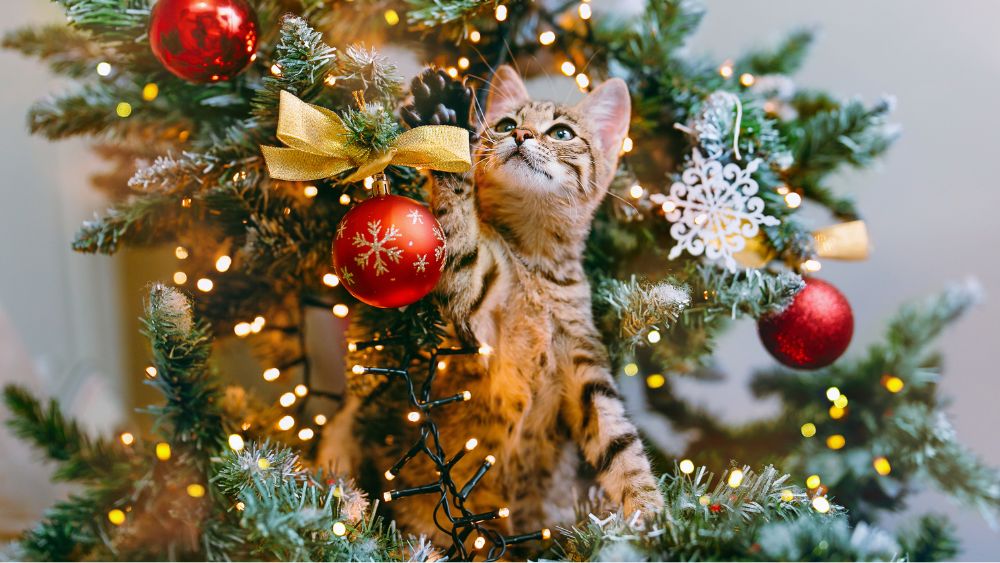 Kerstboom opzetten? Hier moet je op letten als je huisdieren hebt