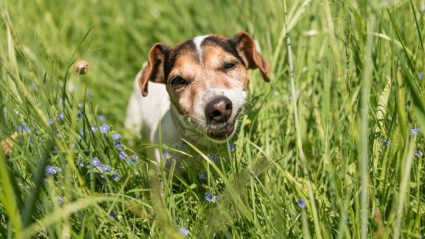 Eet je hond gras? Hier moet je dan op letten