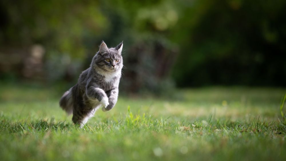 Bijzonder: Franse kat reist duizend kilometer om baasje terug te vinden