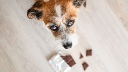 Dierenartsen waarschuwen: steeds meer honden met chocoladevergiftiging rond de feestdagen