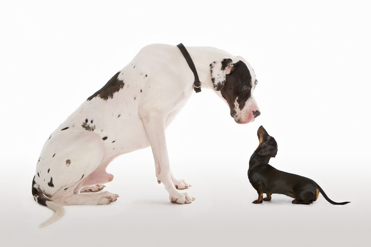duitse dog grote hond en kleine hond