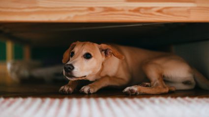 stress bij honden herkennen