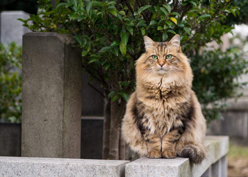 Portrait Of Cat Sitting On Retaining Wall,japan