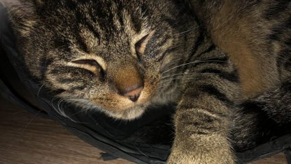 Heftig: vermiste kat van Merlijn zwaargewond gevonden in Oostenrijk