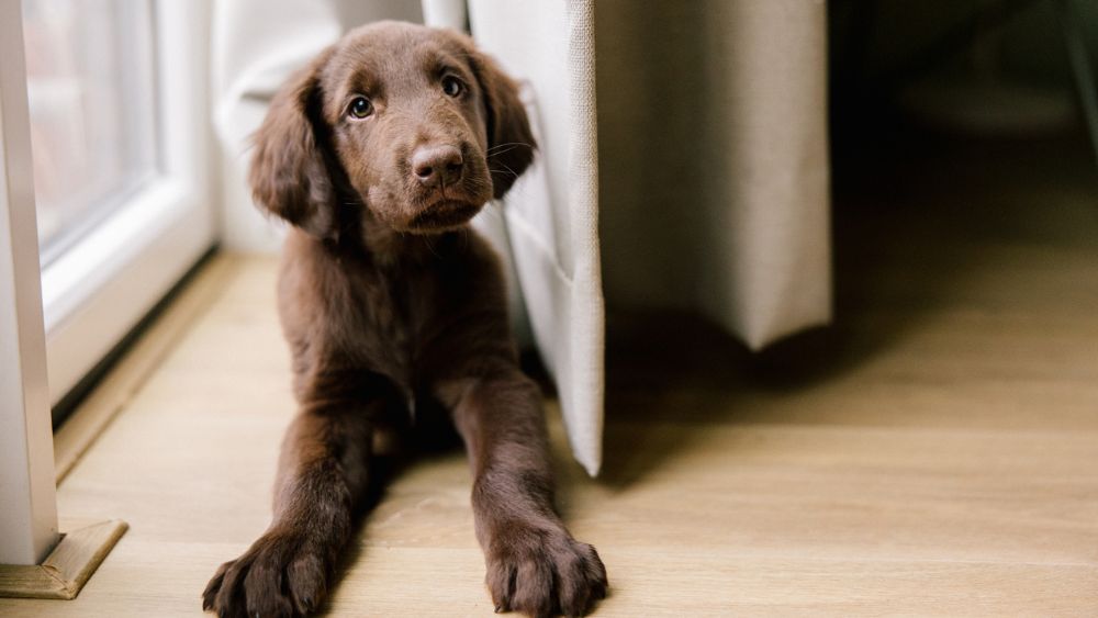 Zoveel kost het gemiddeld om een hond te hebben