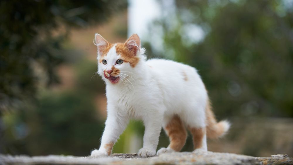 Jaagt je kat op vogels? Dit kun je doen om het te verminderen