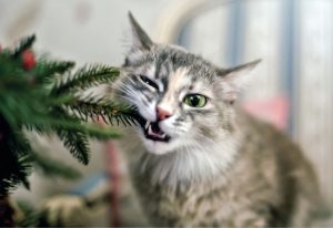 Giftig Voor Katten Hoe giftig zijn dennennaalden? Wat in plaats van een kerstboom?