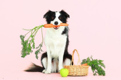 Groente Fruit Hond