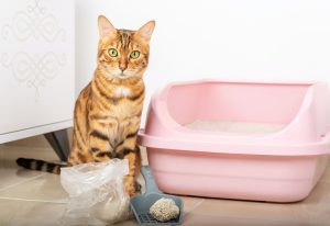Hoe voorkom je dat de kat in huis plast? Hoe krijg ik de geur van kattenpis weg?
