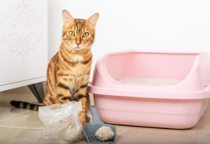 Hoe voorkom je dat de kat in huis plast? Hoe krijg ik de geur van kattenpis weg?