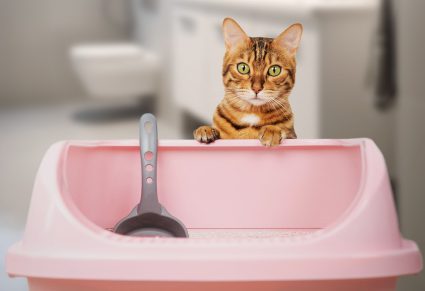 Kat Plast Ineens In Huis Waarom plast mijn kat niet meer in de kattenbak? Waarom begint mijn kat op de grond te plassen?