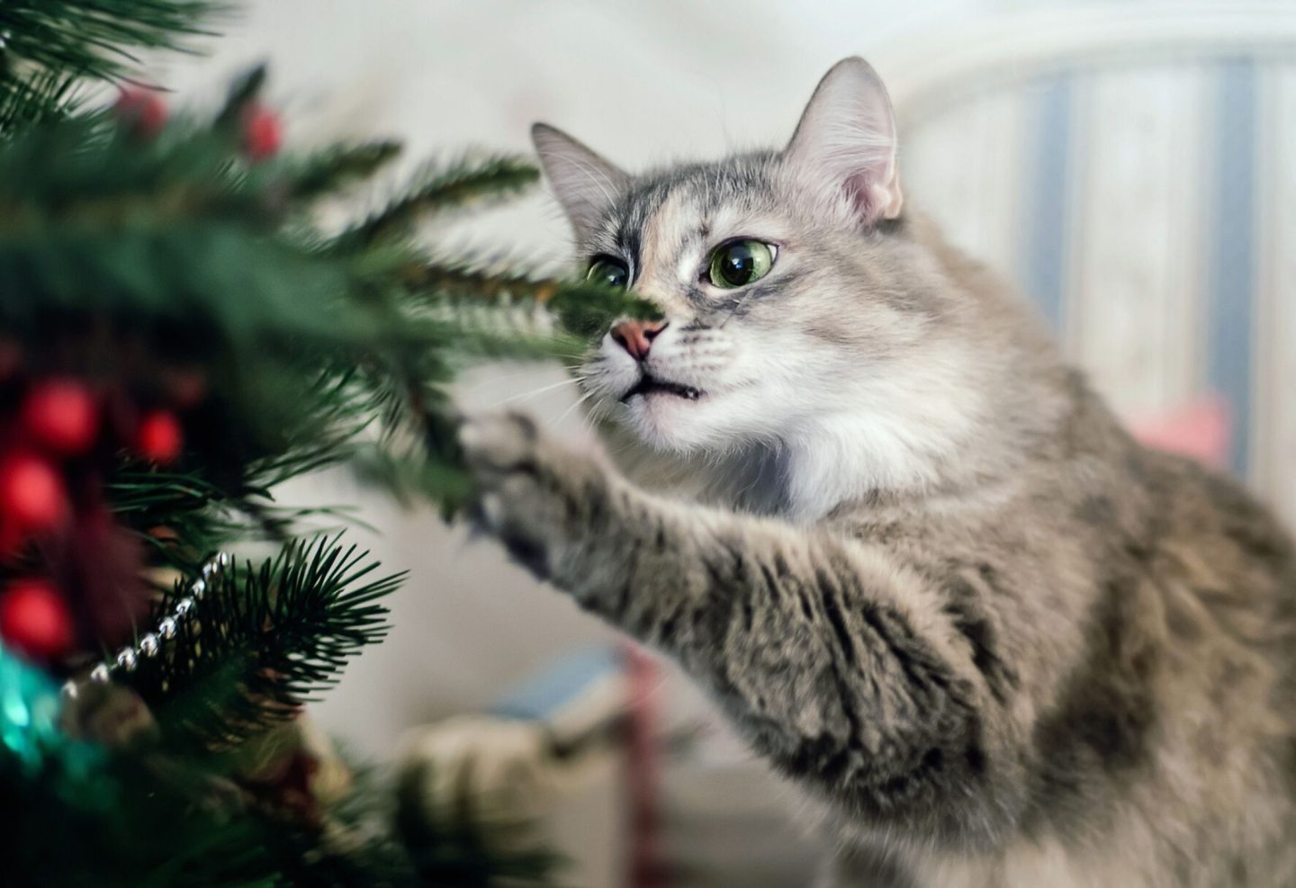 Is de kerstboom giftig voor katten? Hier het verlossende antwoord