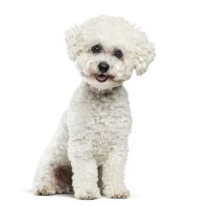 Bichon Frisé