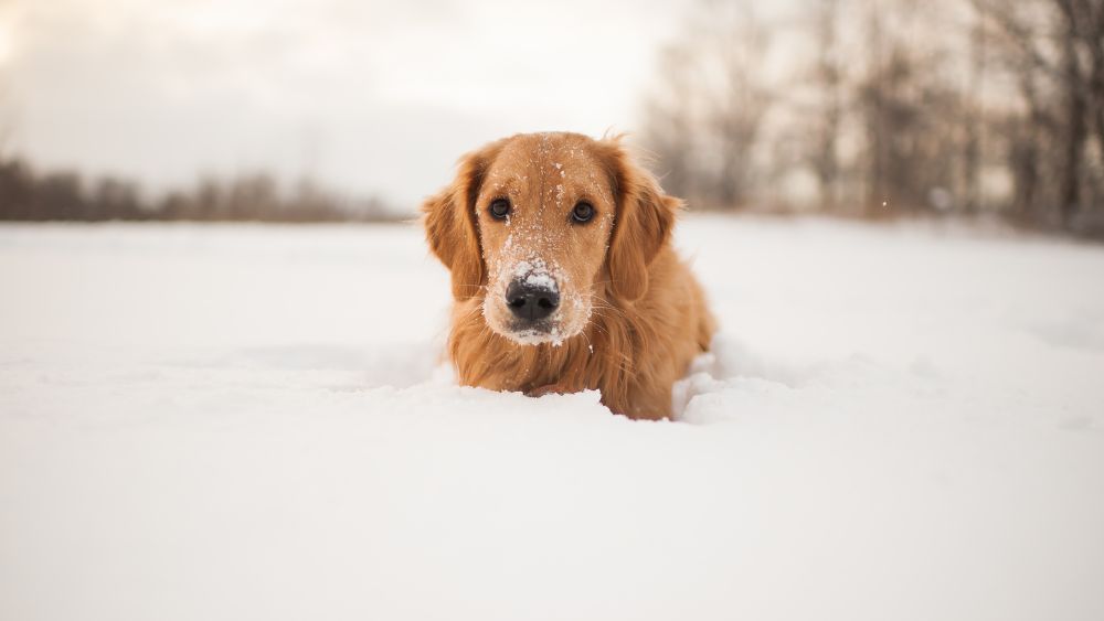 Zó bescherm je je hond, kat of konijn tegen de kou