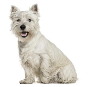 West Highland White Terrier