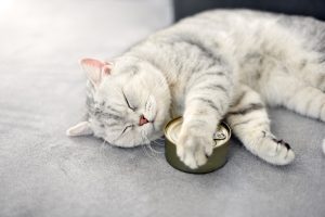 automatische voerbak Welke voerautomaat voor kat?
