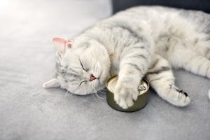 automatische voerbak Welke voerautomaat voor kat?