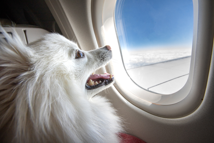 hond mee op vakantie 
Kan je een hond meenemen in het vliegtuig?