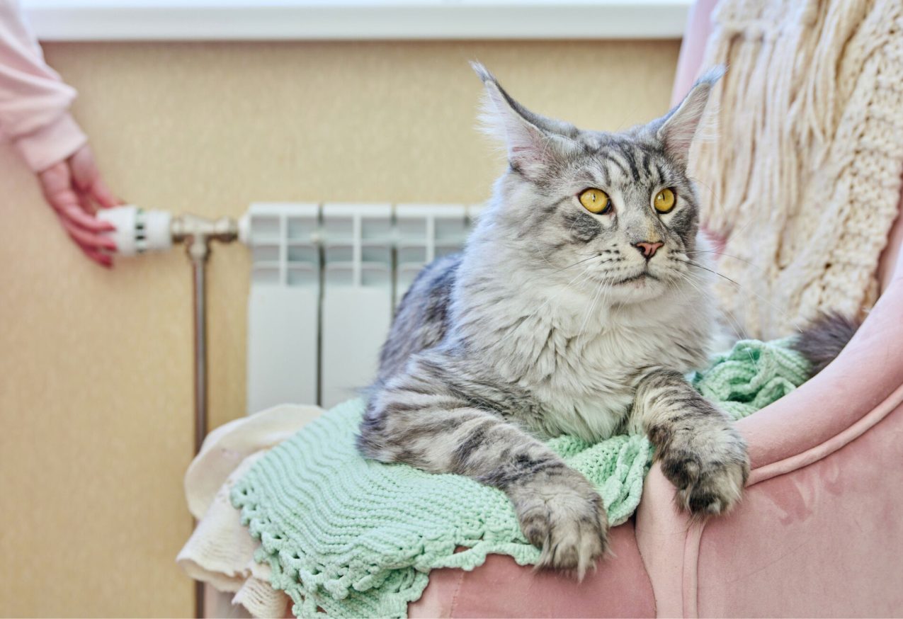 Kat Statisch Wat te doen tegen statische kat? Hoe kan je een kat kalmeren