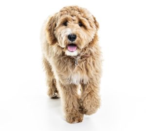 Labradoodle hondenrassen die niet verharen