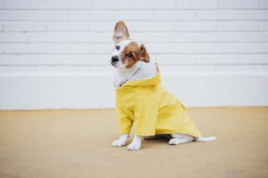 Kan een hond tegen regen? hond regenjas