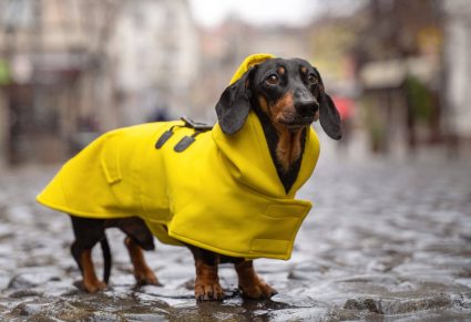 Waarom een regenjas voor je hond? Is een regenjas nodig voor een hond?