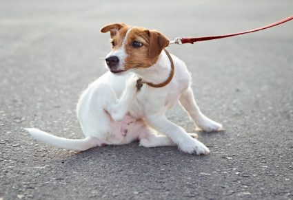 Beste Vlooienband Voor Honden Wat is de beste vlooienband voor honden? Hoe lang duurt het voordat een vlooienband werkt?