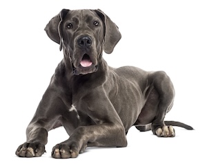 Duitse dog grootste hondenrassen ter wereld