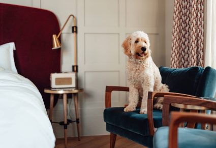 Hondvriendelijke Hotels Zeeland Wat kost een hond in een hotel? Wat te doen met je hond als je op vakantie gaat