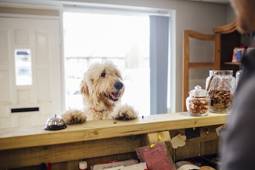 hondvriendelijke hotels zeeland Wat kost een hond in een hotel?