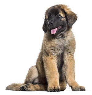 Leonberger