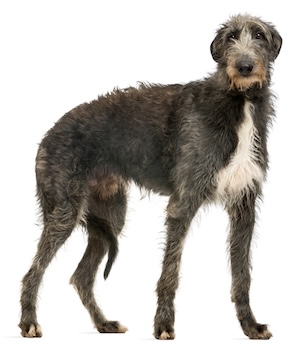 Schotse Deerhound grootste hondenrassen
