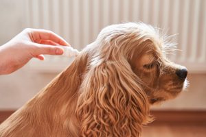 vlooienband voor honden Wat is beter een vlooienband of druppels?