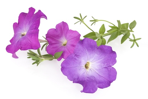 petunia's bloeien hele zomer