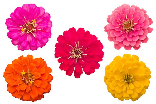 Zinnia's