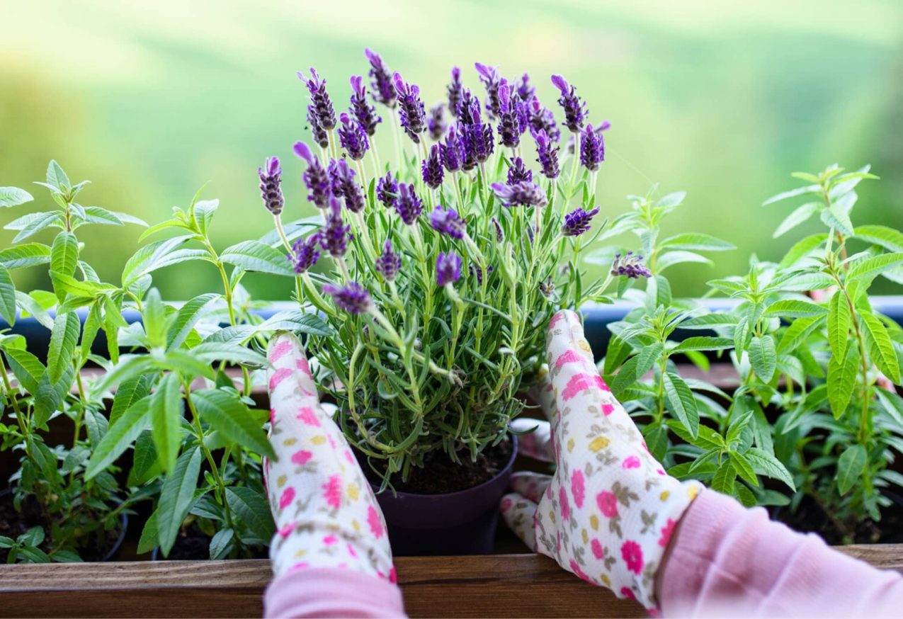 Bloemen Bloeien Lavendel