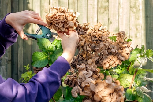 What to do when hydrangeas finish blooming?