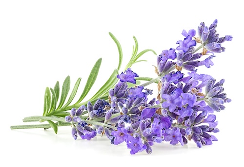 lavendel