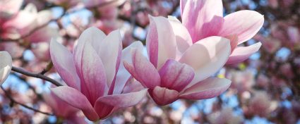 bloeiende magnolia's - snoeien in april