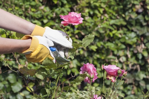 snoeien in maart Wat gebeurt er als je niet snoeit? Wat kun je doen in de tuin in maart?