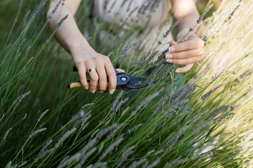 Wat moet je doen als lavendel is uitgebloeid?
Wat gebeurt er als je lavendel niet snoeit? Lavendel snoeien