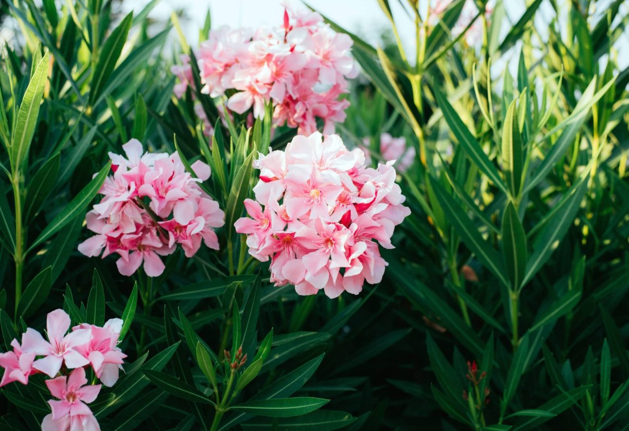 Oleander Snoeien En Verzorgen