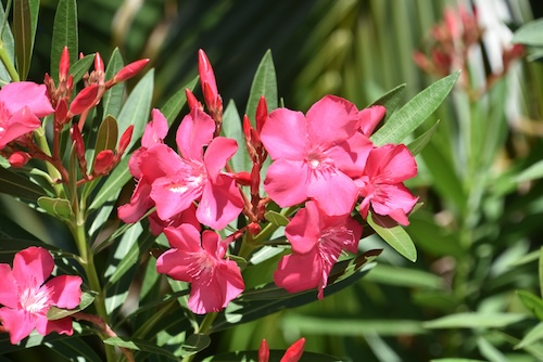 Hoe onderhoud je een oleander?
Hoe krijg je een oleander in bloei? Hoe vaak oleander snoeien?