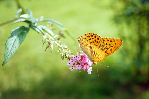 vlinderstruik met vlinder erop