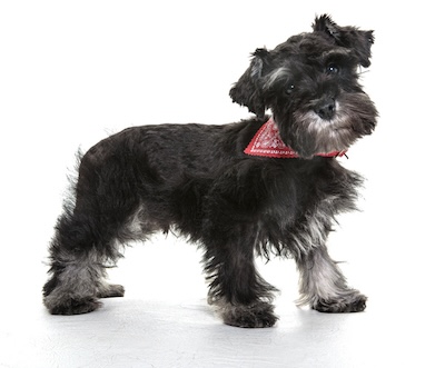 Miniature Schnauzer Puppy